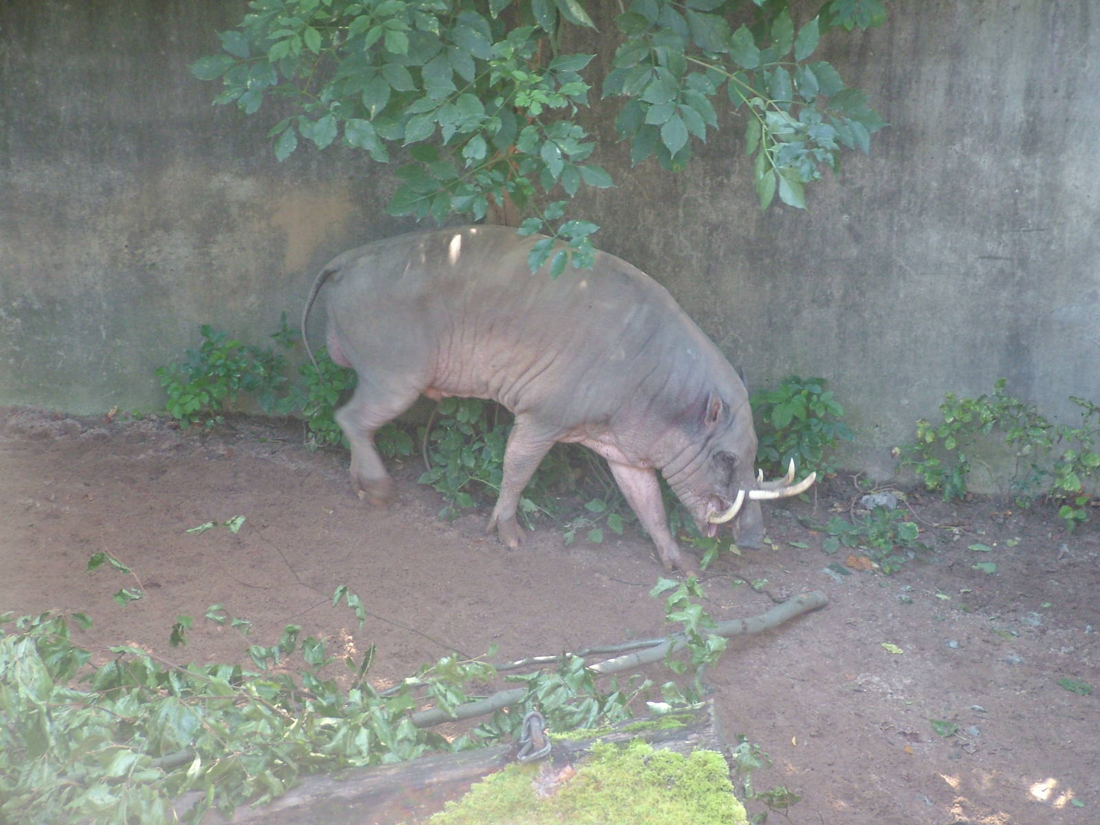 Sulawesi Babirusa at Wilhelma, Stuttgart 02/09/10