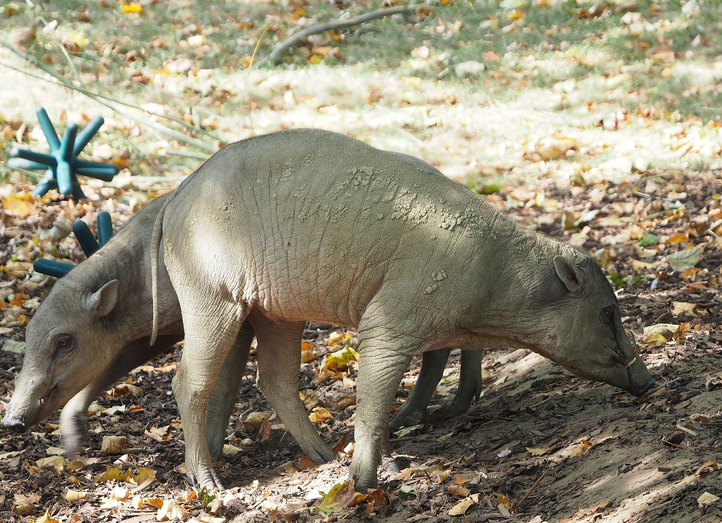 Sulawesi babirusa (Babyrousa celebensis), 2022-08-16