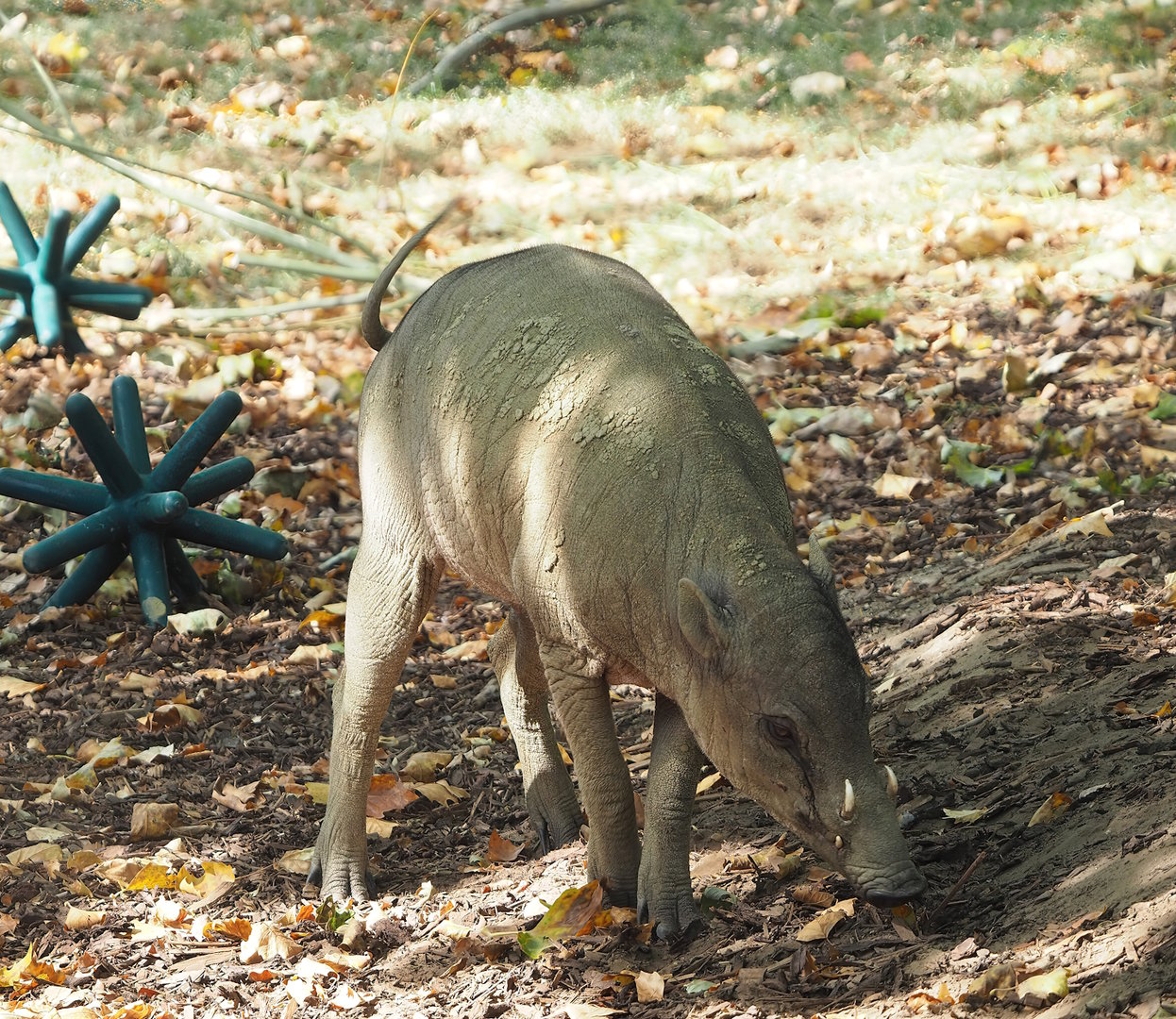 Sulawesi babirusa (Babyrousa celebensis), 2022-08-16