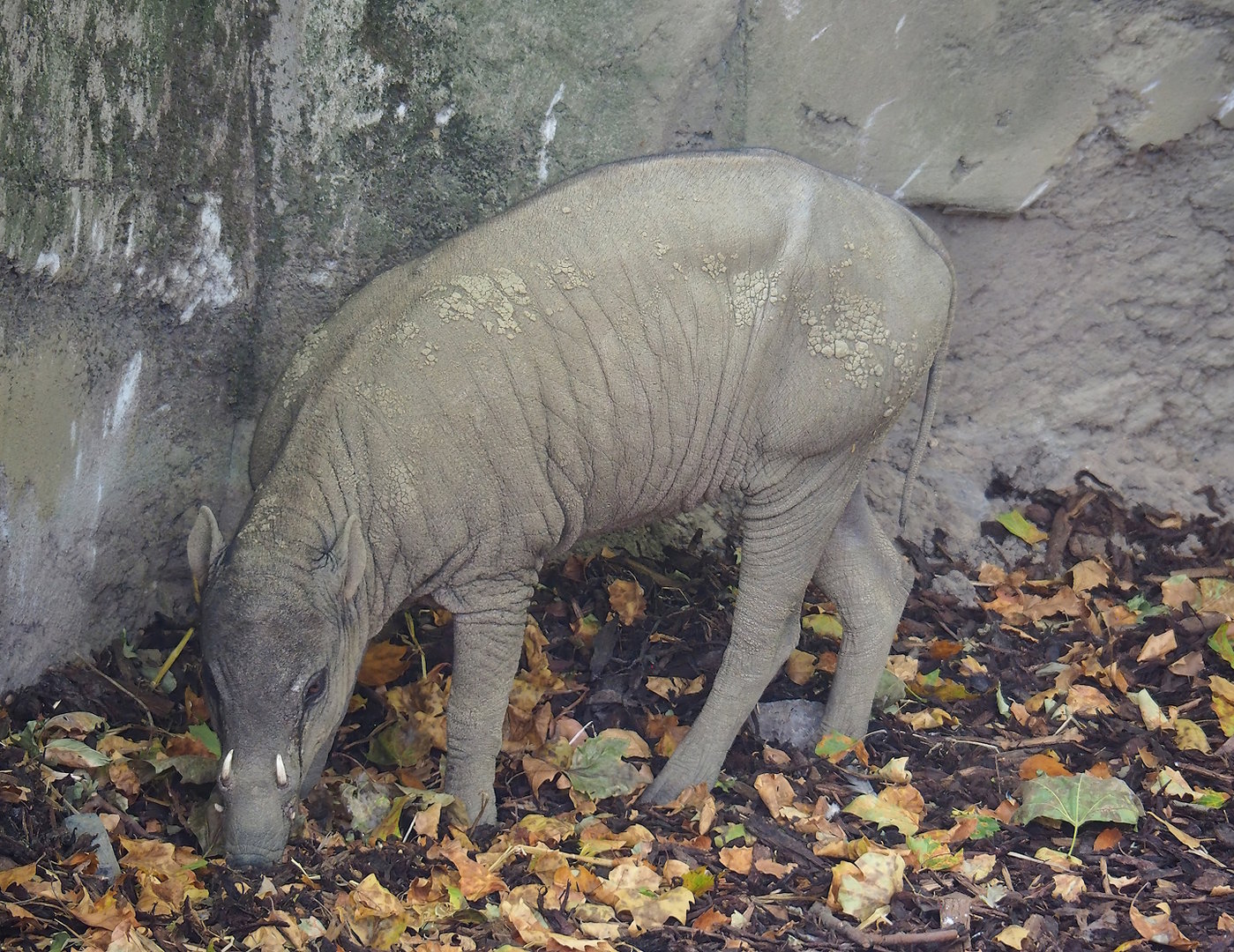 Sulawesi babirusa (Babyrousa celebensis), 2022-08-16