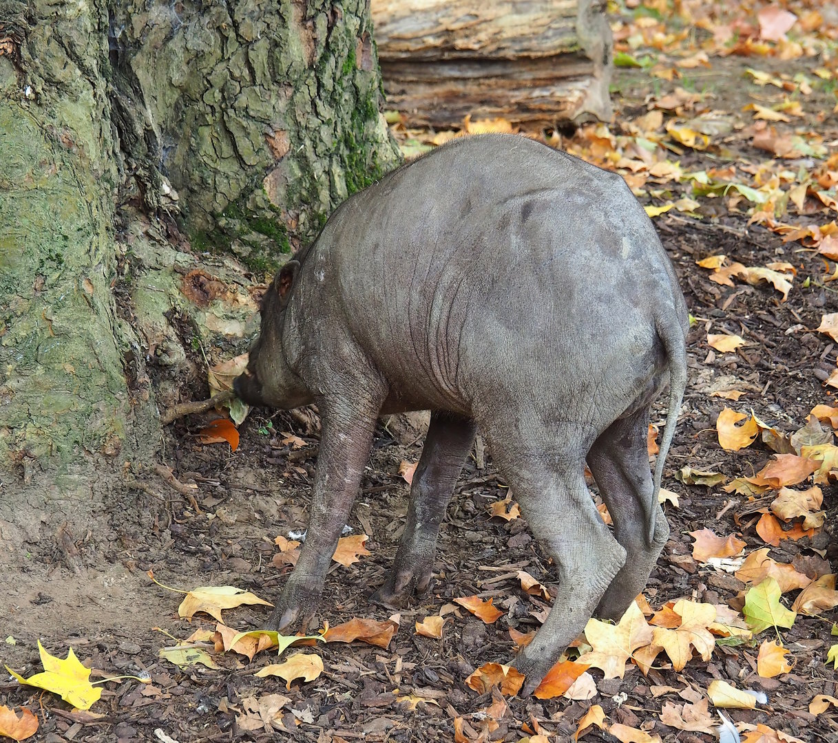 Sulawesi babirusa (Babyrousa celebensis), 2022-10-29