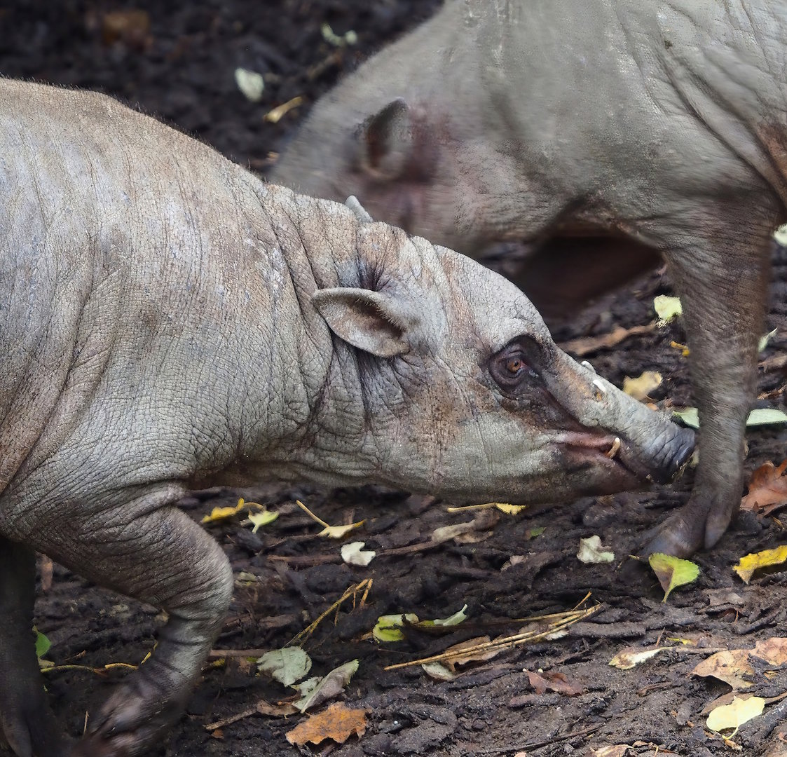 Sulawesi babirusa (Babyrousa celebensis), 2022-10-29