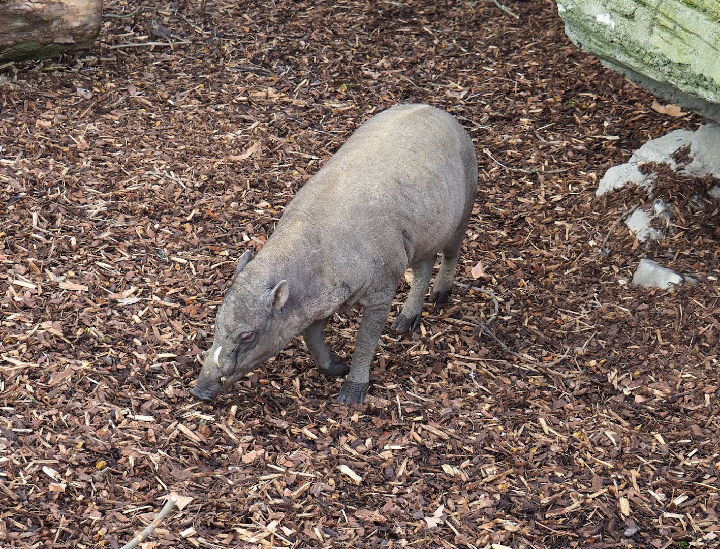 Sulawesi babirusa (Babyrousa celebensis), 2023-04-08