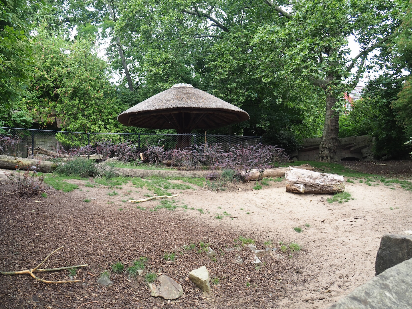 Sulawesi babirusa (Babyrousa celebensis), 2023-07-02