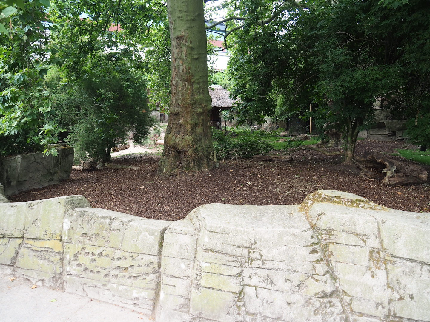 Sulawesi babirusa (Babyrousa celebensis), 2023-07-02