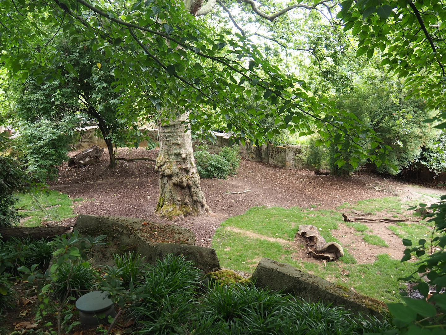 Sulawesi babirusa (Babyrousa celebensis), 2023-07-02