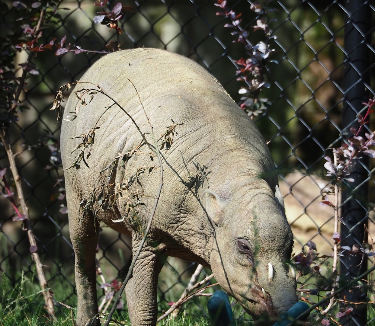 Sulawesi babirusa (Babyrousa celebensis), 2023-07-22
