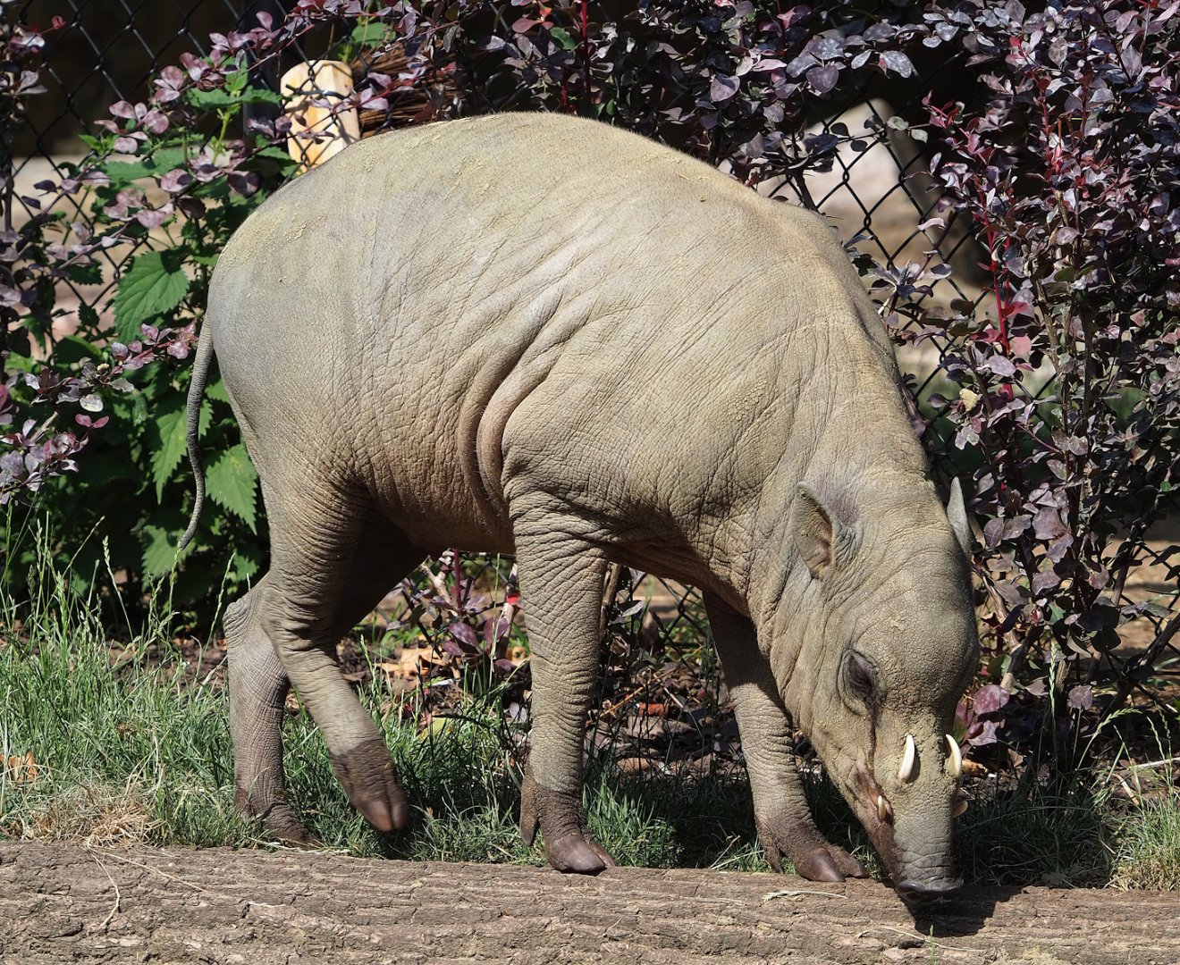 Sulawesi babirusa (Babyrousa celebensis), 2023-07-22