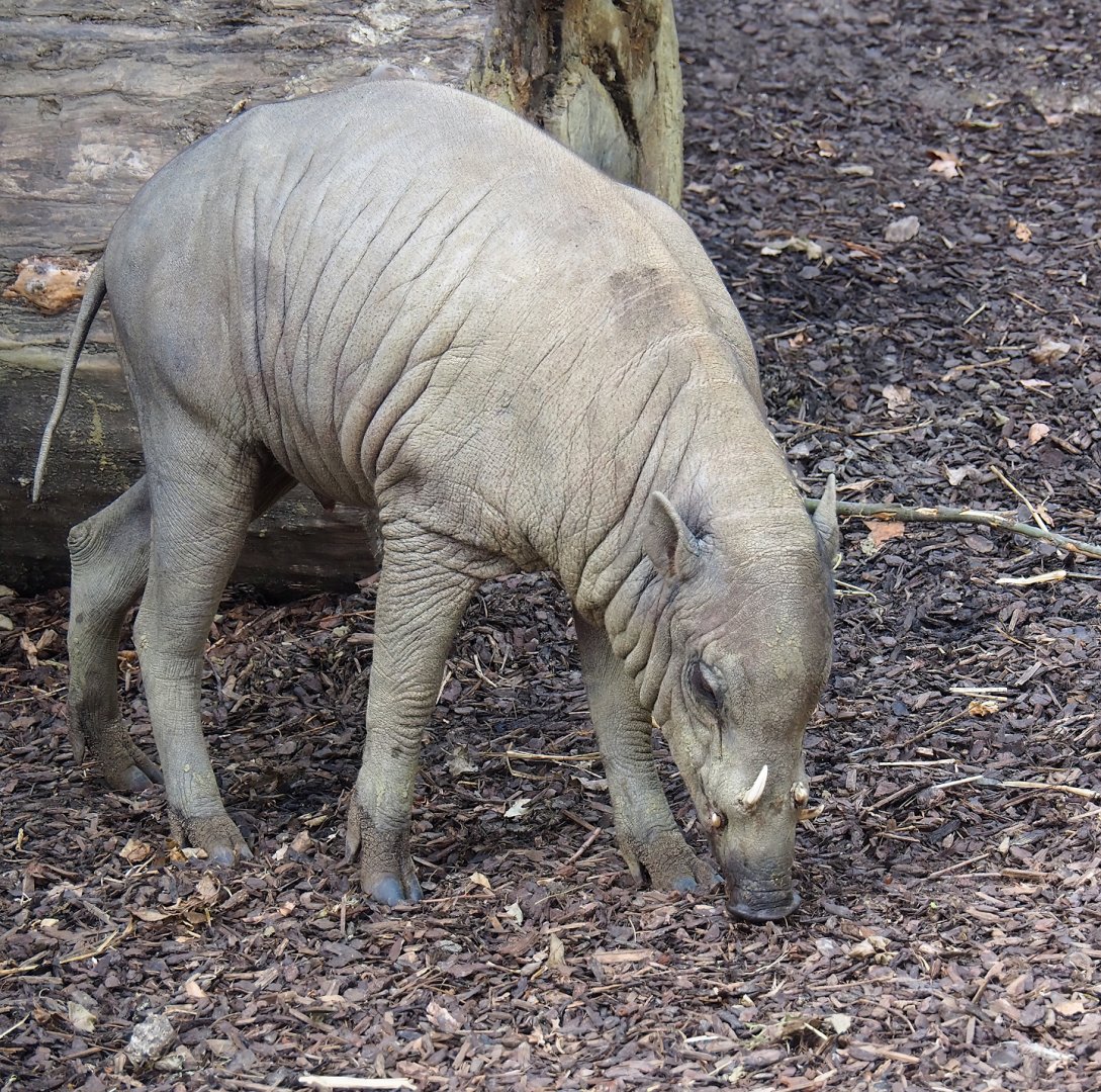 Sulawesi babirusa (Babyrousa celebensis), 2023-07-22
