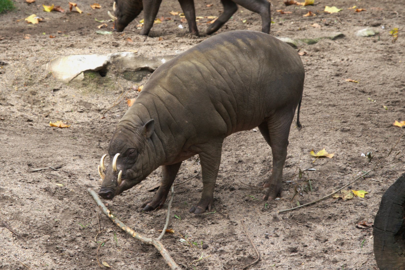 Sulawesi Babirusa (Babyrousa celebensis), 31-10-25
