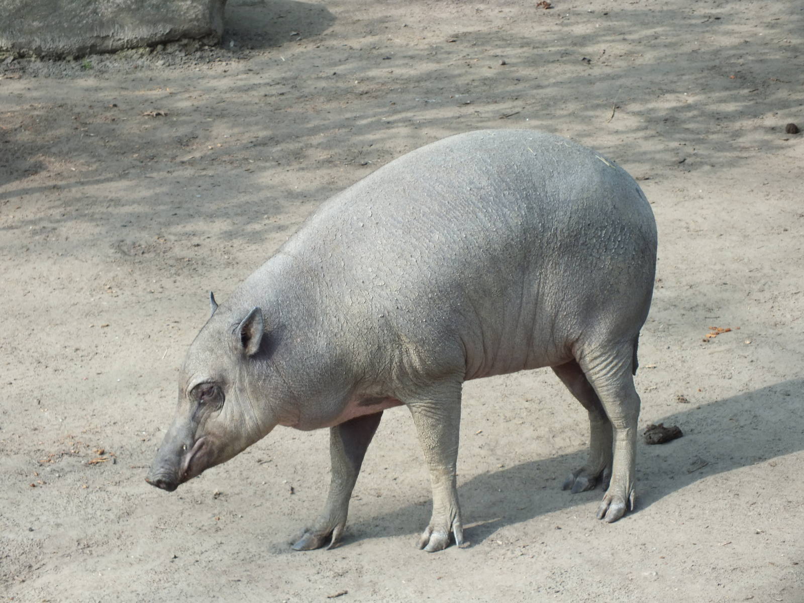 Sulawesi Babirusa (Babyrousa celebensis) at Zoo Berlin - 6th April 2014