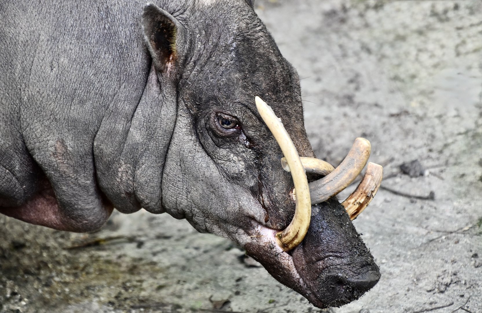 Sulawesi Babirusa (Babyrousa celebensis) male
