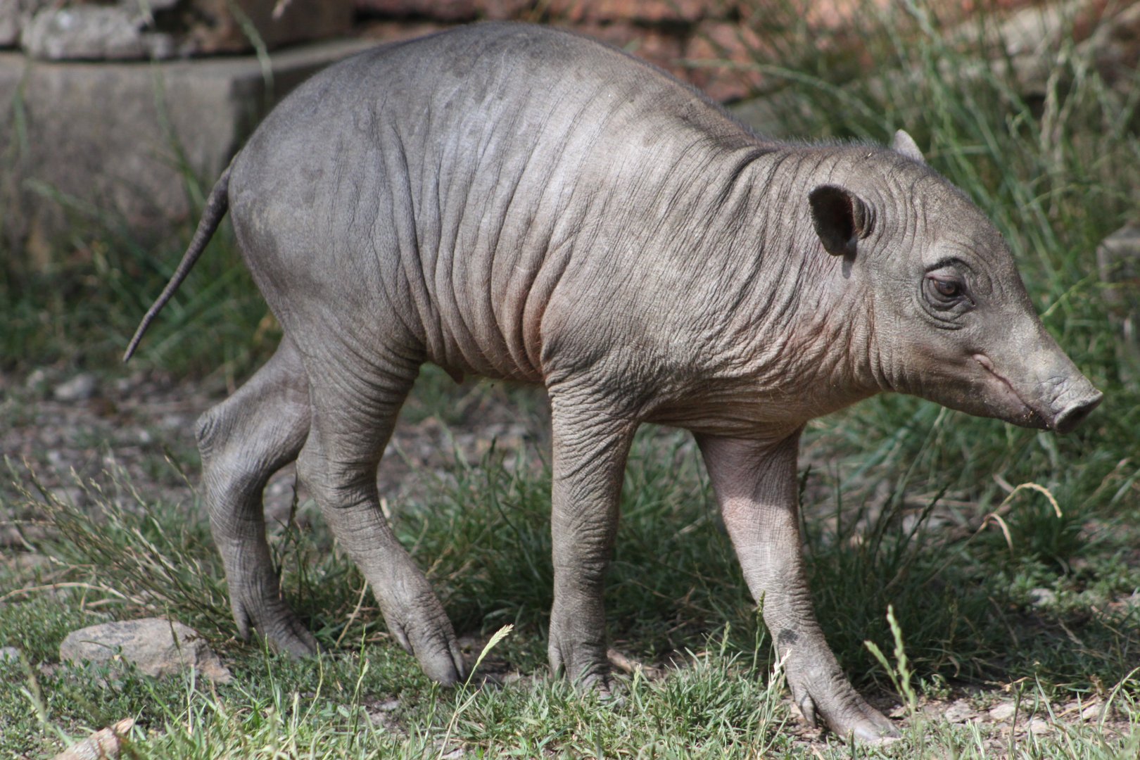 Sulawesi babirusa (Babyrousa celebensis) - piglet