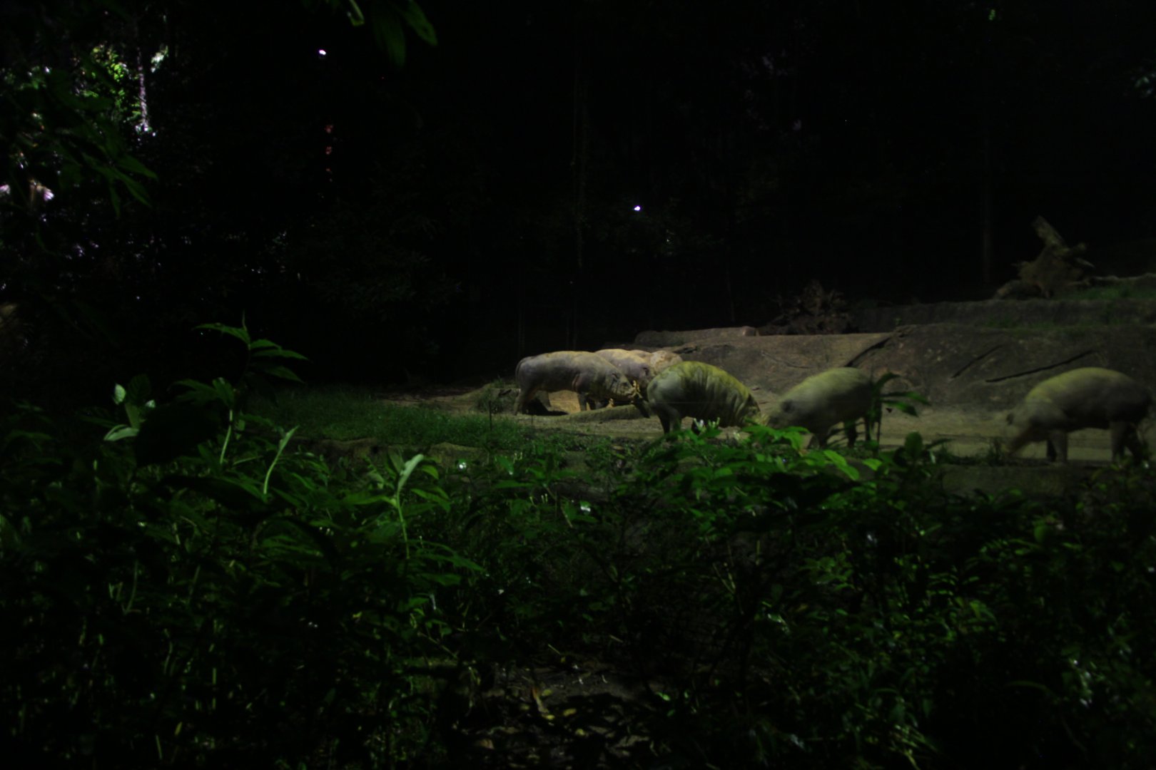 Sulawesi babirusa (Babyrousa celebensis)