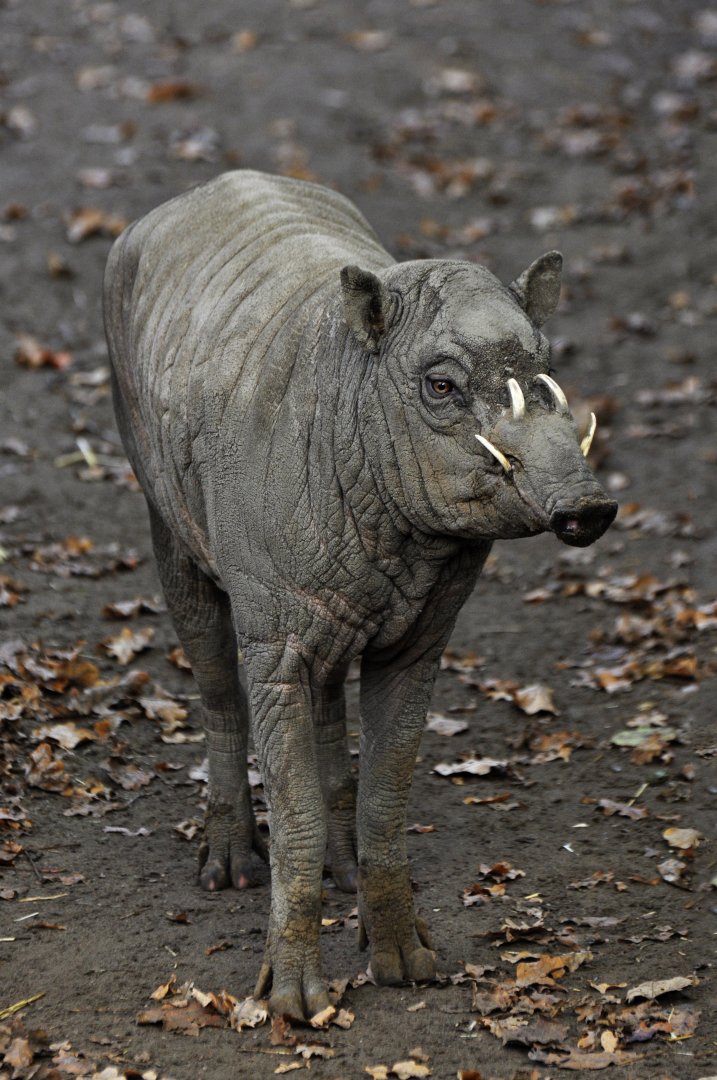 Sulawesi babirusa (Babyrousa celebensis)