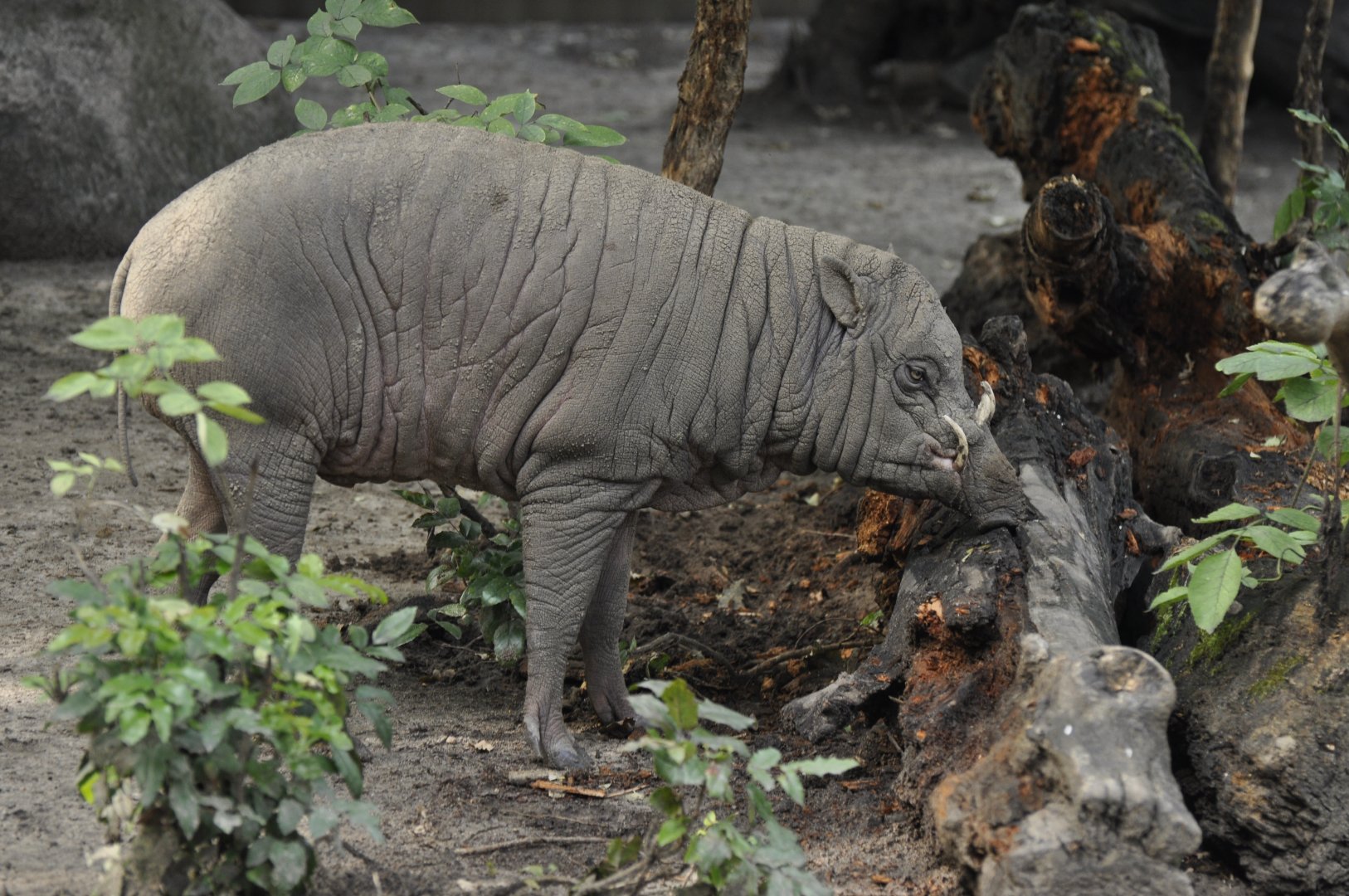 Sulawesi babirusa (Babyrousa celebensis)