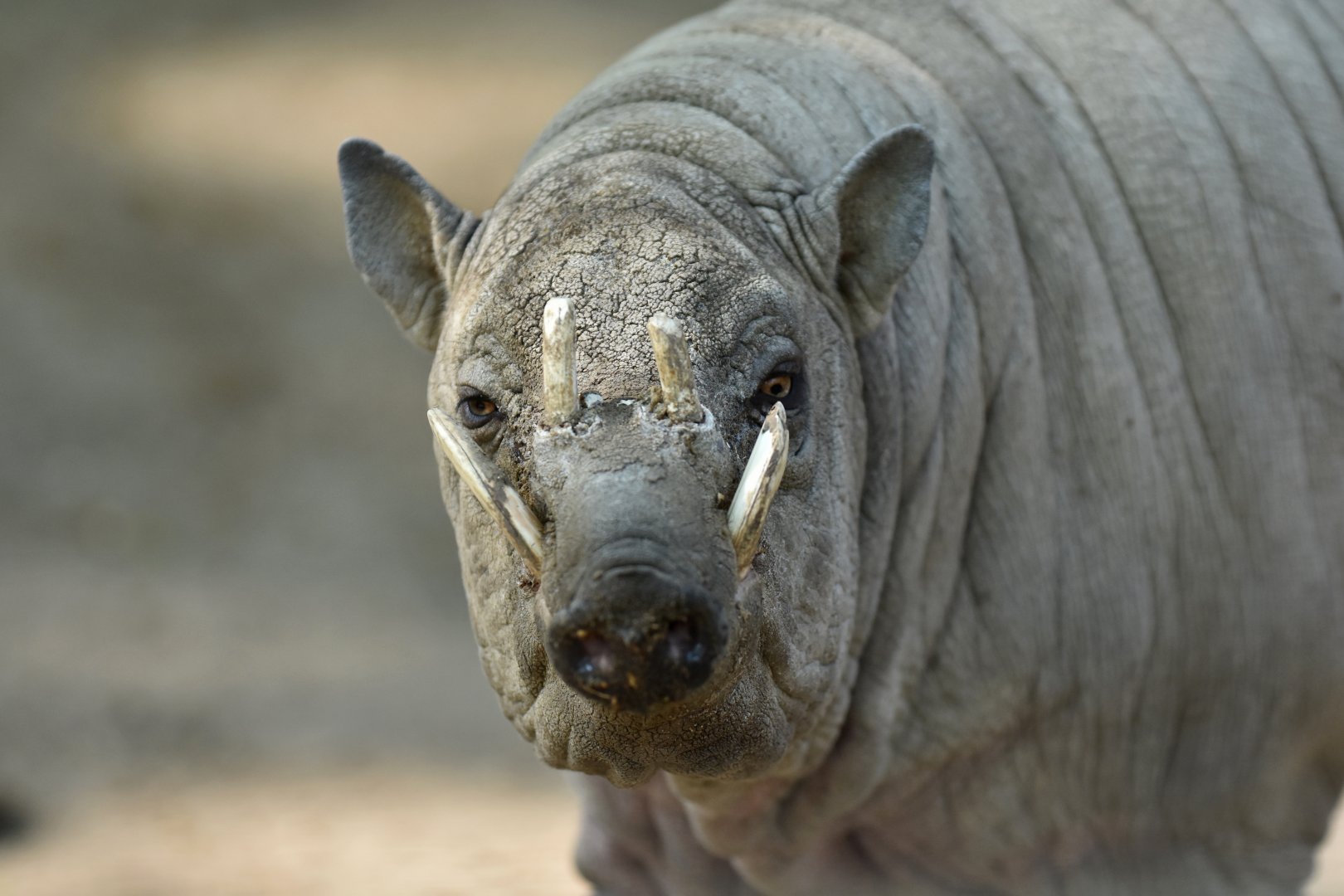 Sulawesi babirusa (Babyrousa celebensis)