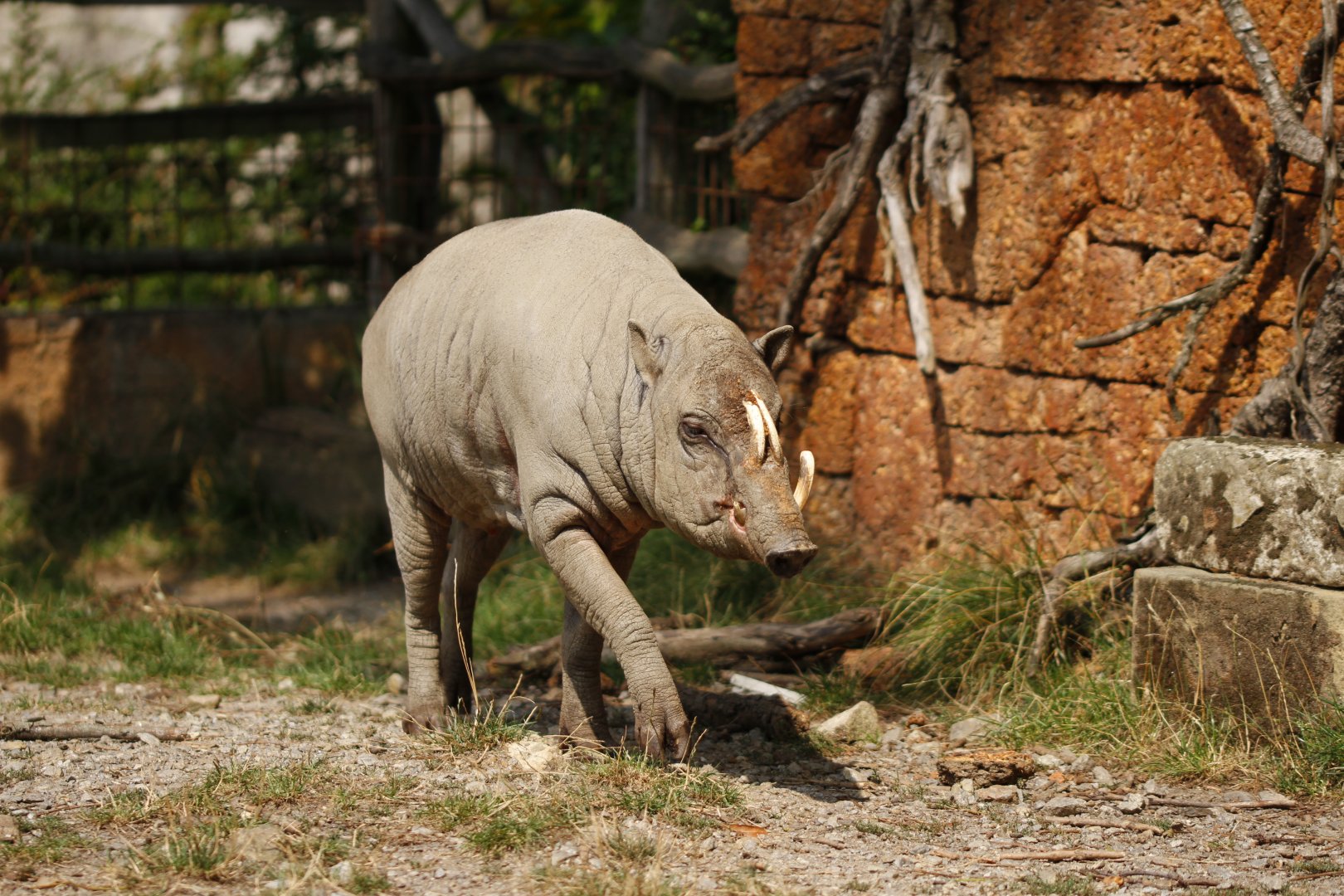 Sulawesi babirusa (Babyrousa celebensis)