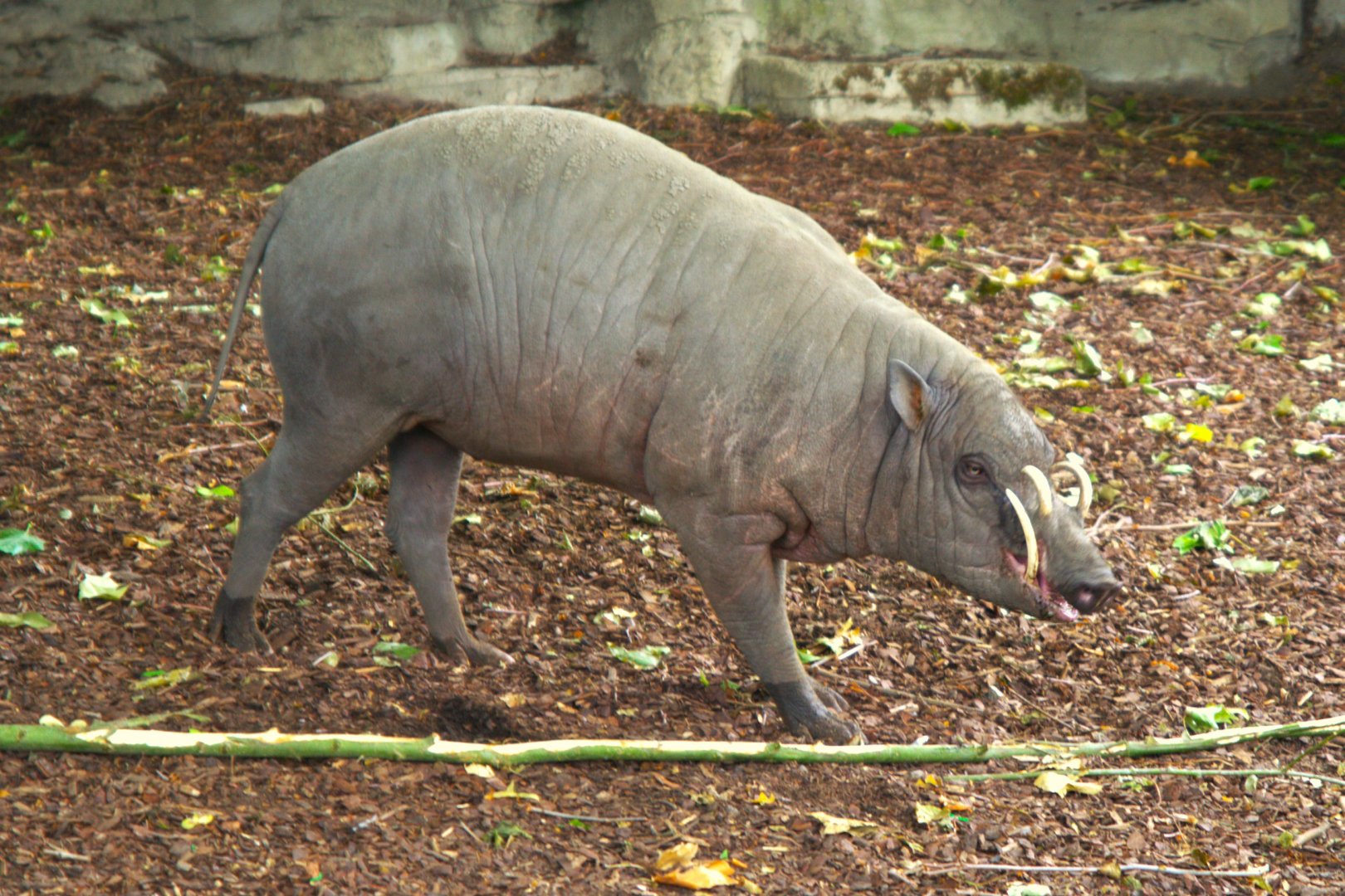 Sulawesi Babirusa (Babyrousa celebensis)