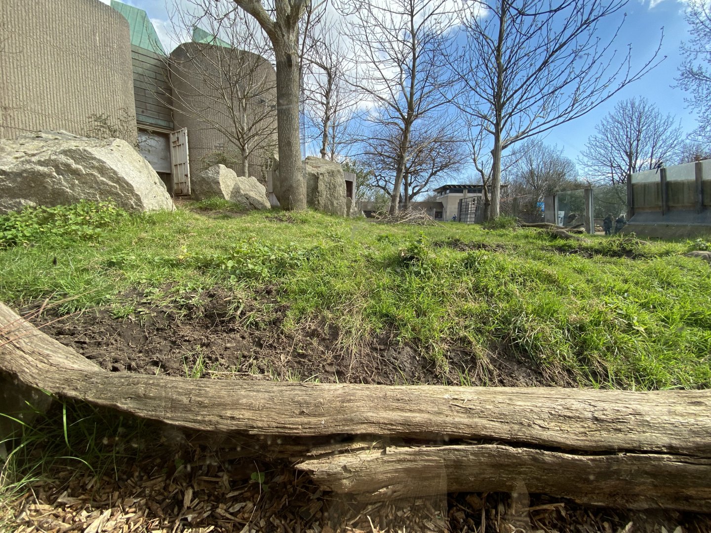 Sulawesi babirusa enclosure 180322