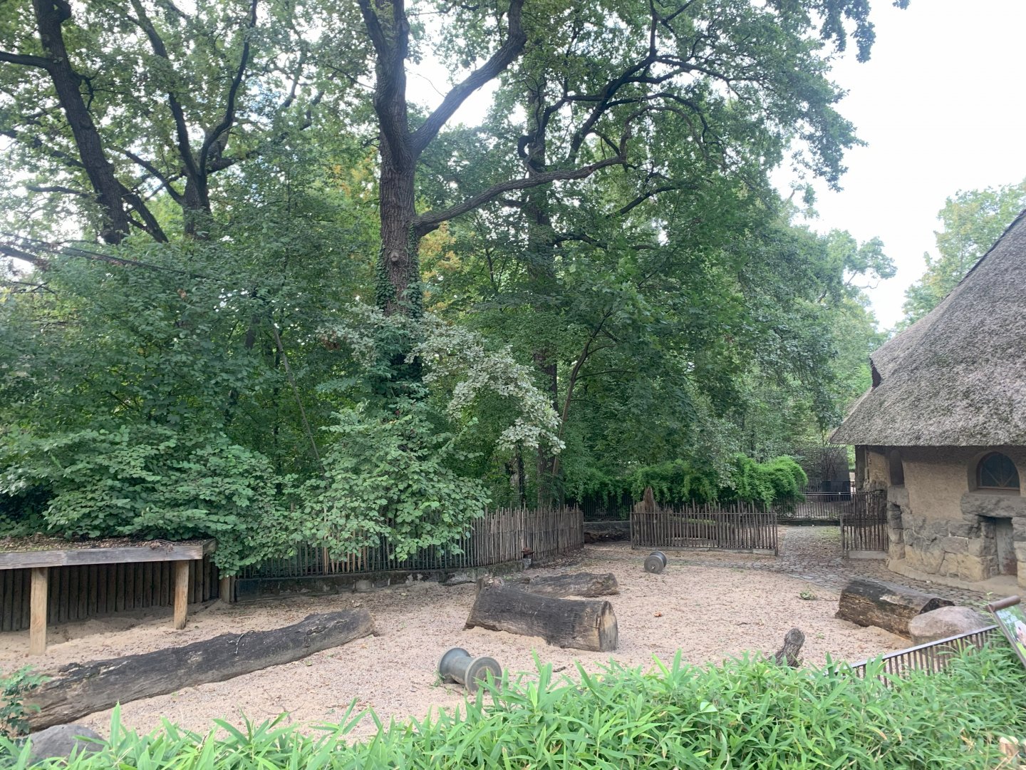 Sulawesi Babirusa enclosure