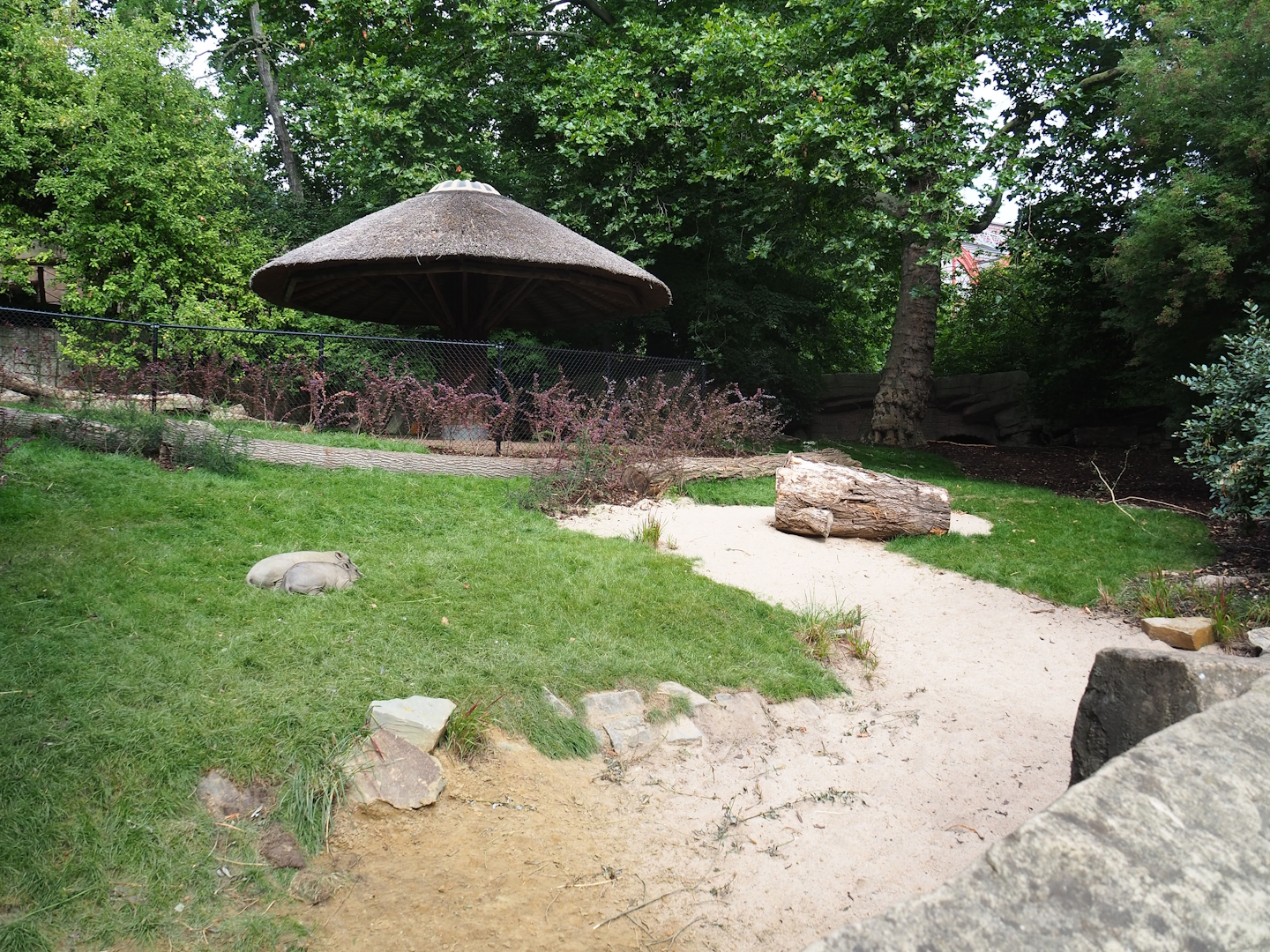 Sulawesi babirusa exhibit, 2022-07-10