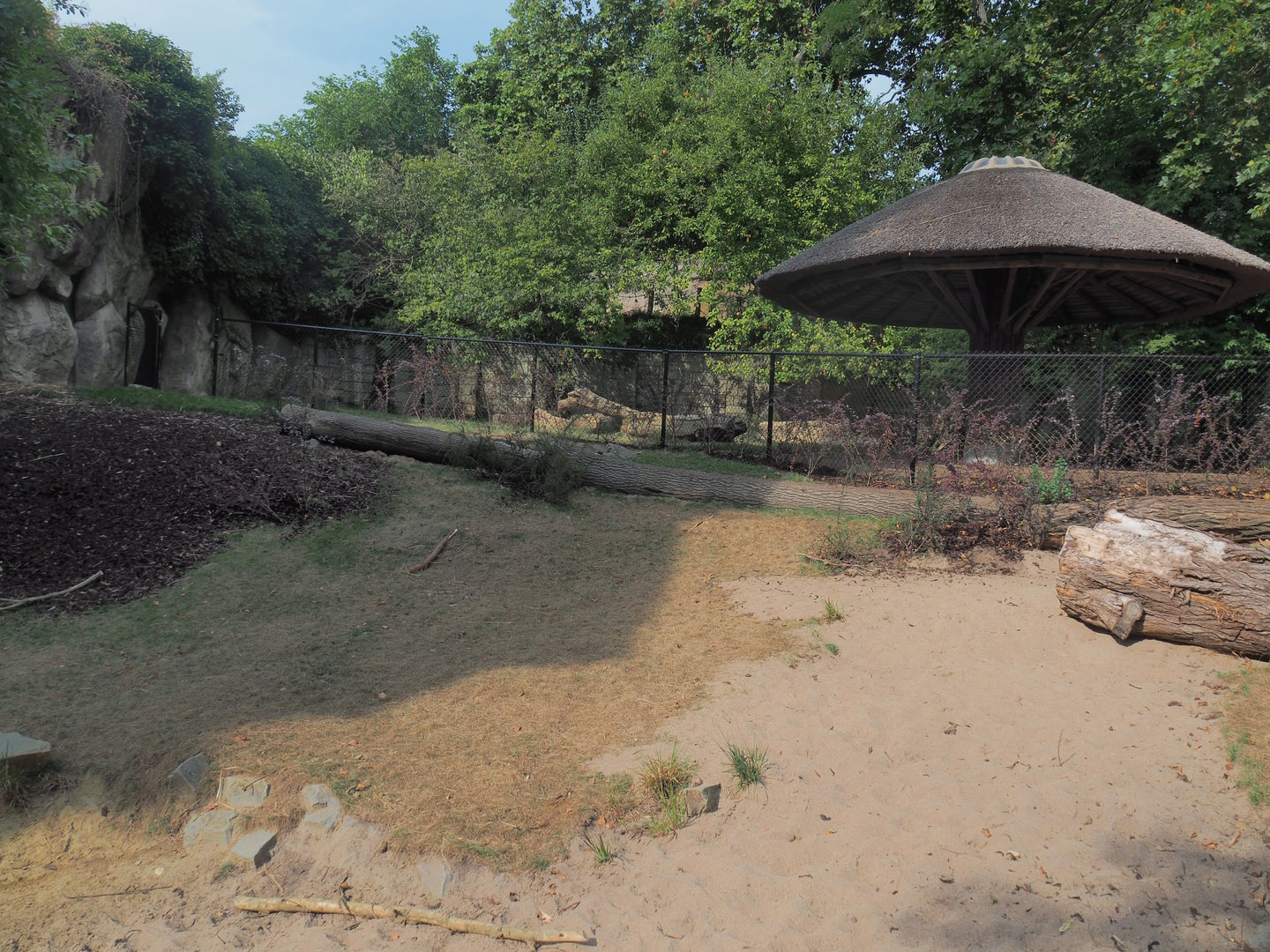 Sulawesi babirusa exhibit, 2022-08-16