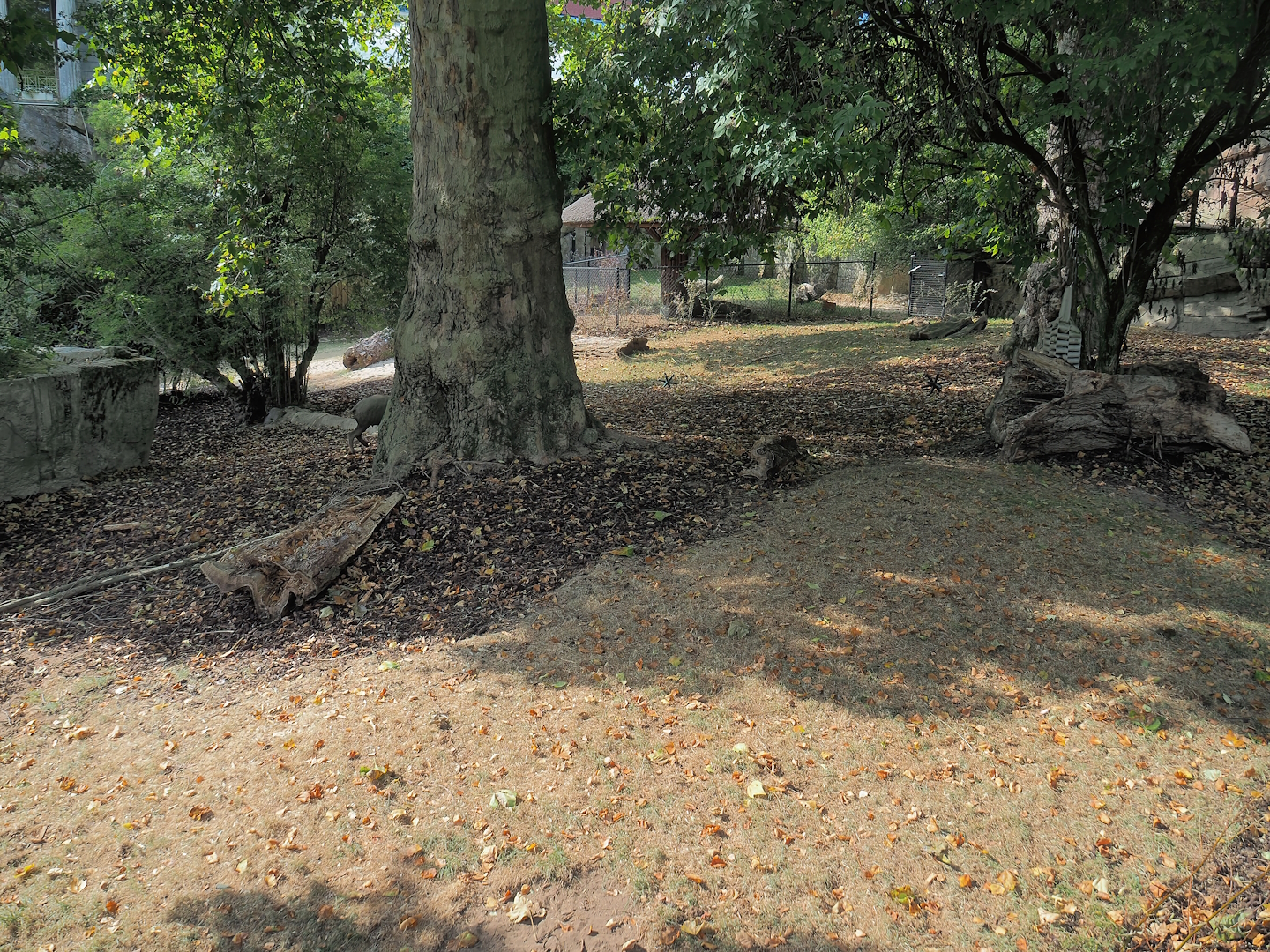 Sulawesi babirusa exhibit, 2022-08-16