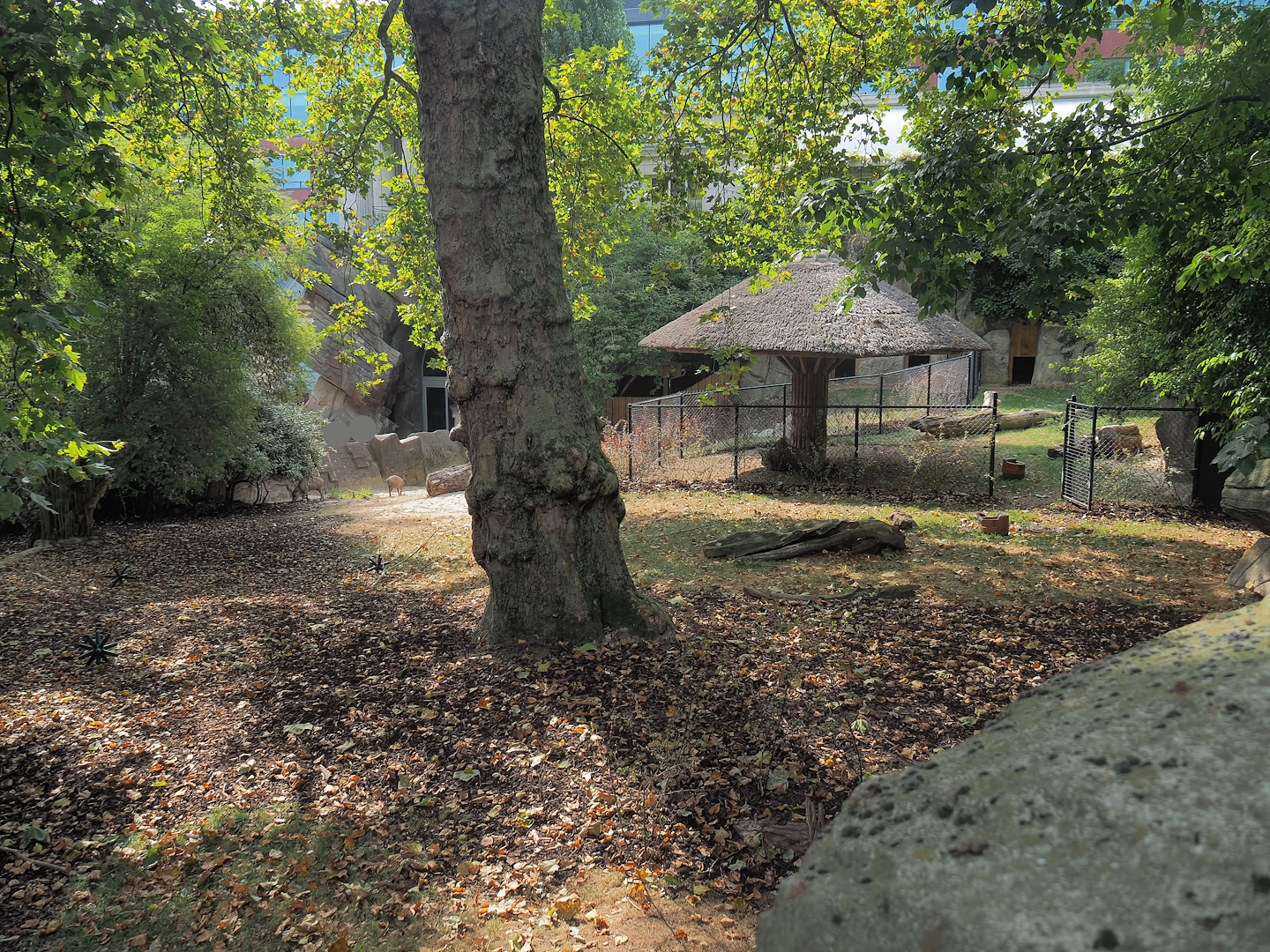 Sulawesi babirusa exhibit, 2022-08-16