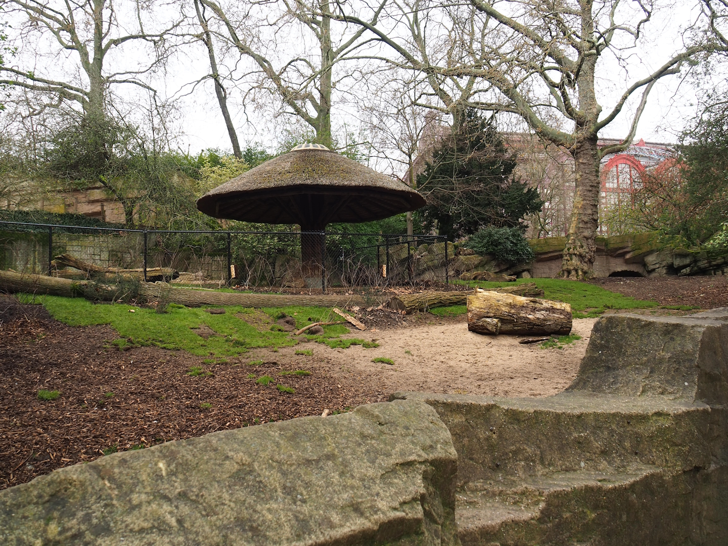 Sulawesi babirusa exhibit, 2023-04-08