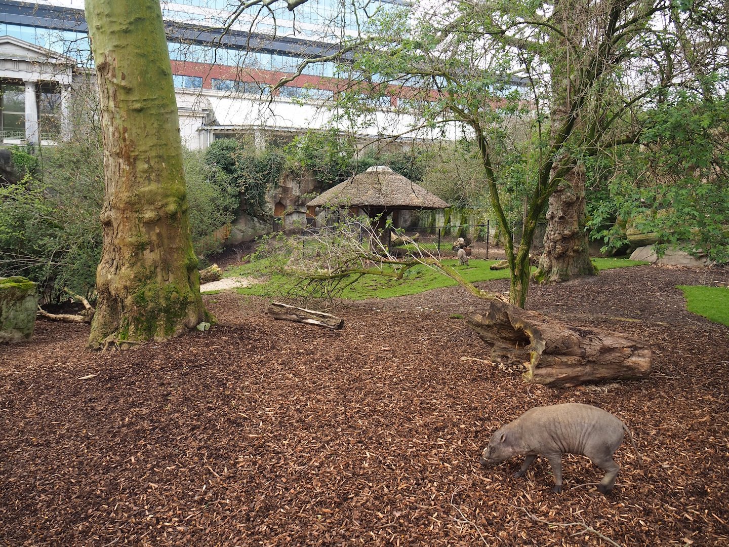Sulawesi babirusa exhibit, 2023-04-08