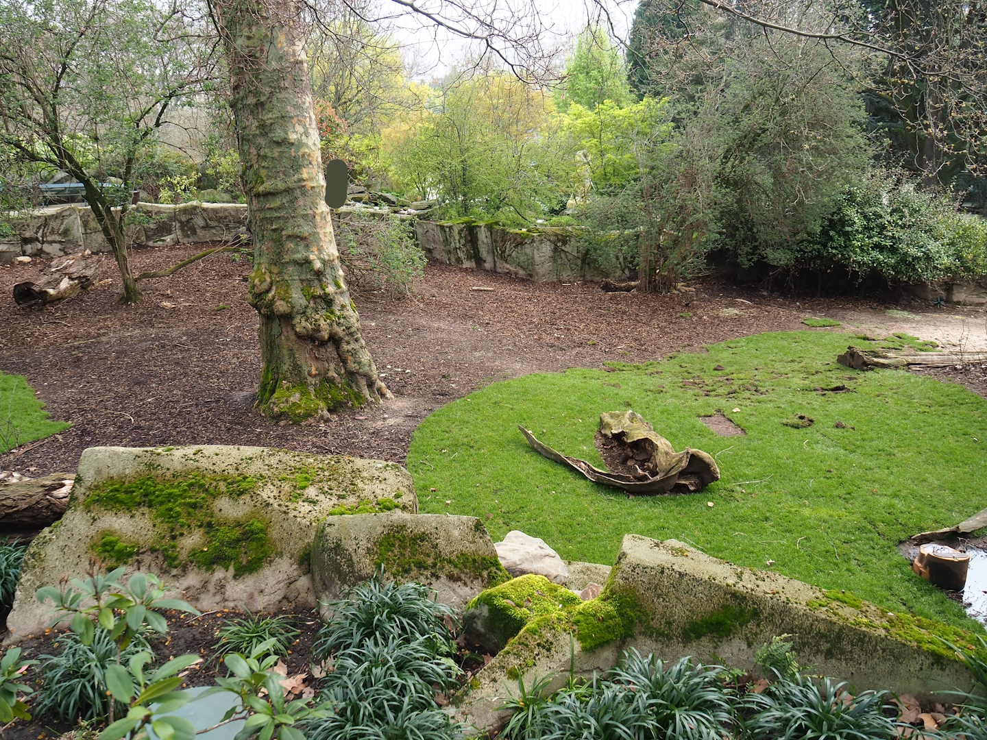 Sulawesi babirusa exhibit, 2023-04-08