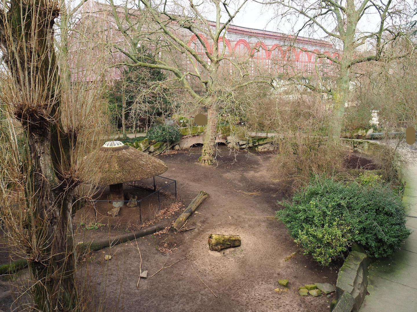 Sulawesi babirusa exhibit, 2024-02-17