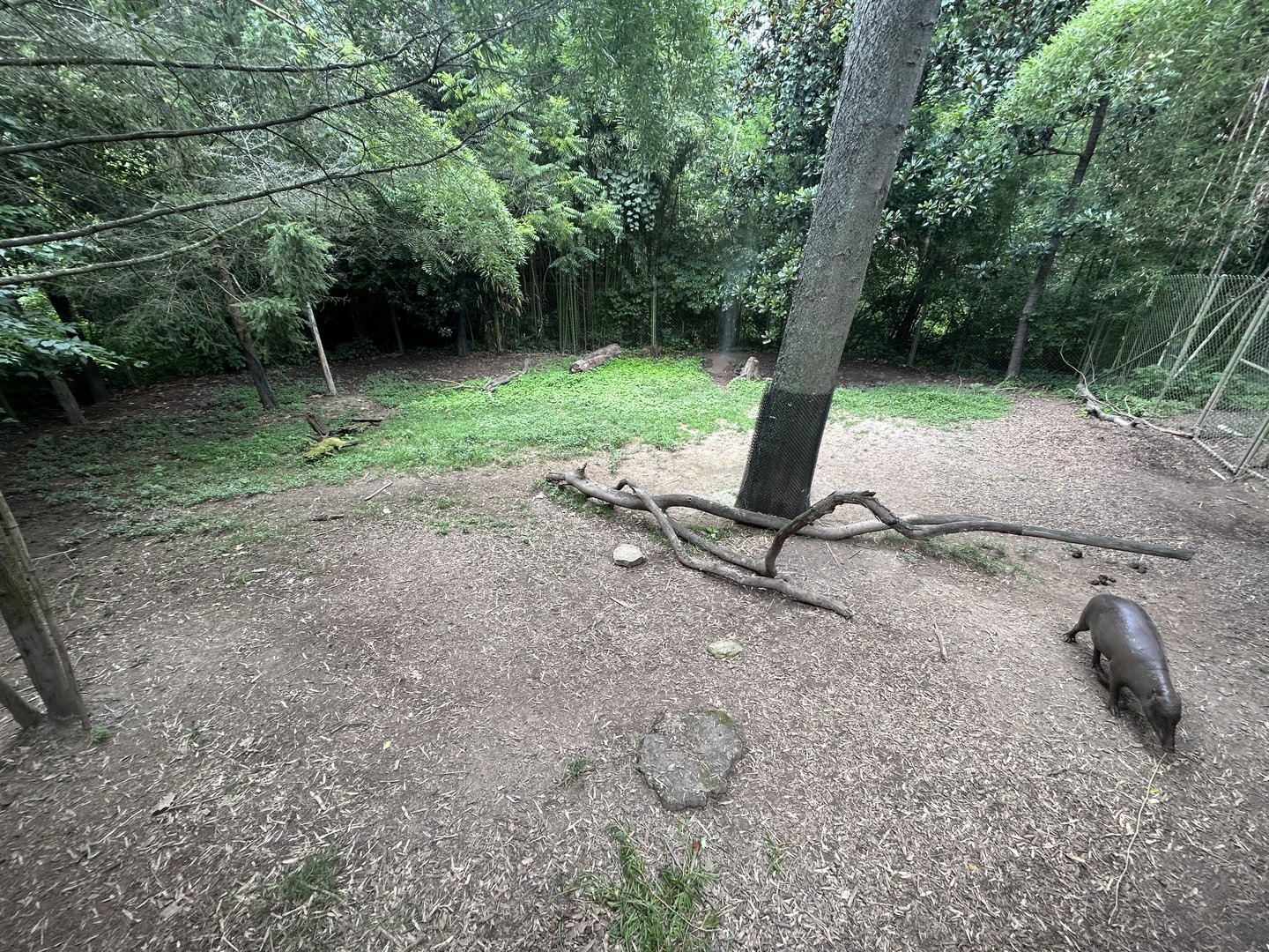 Sulawesi Babirusa Exhibit