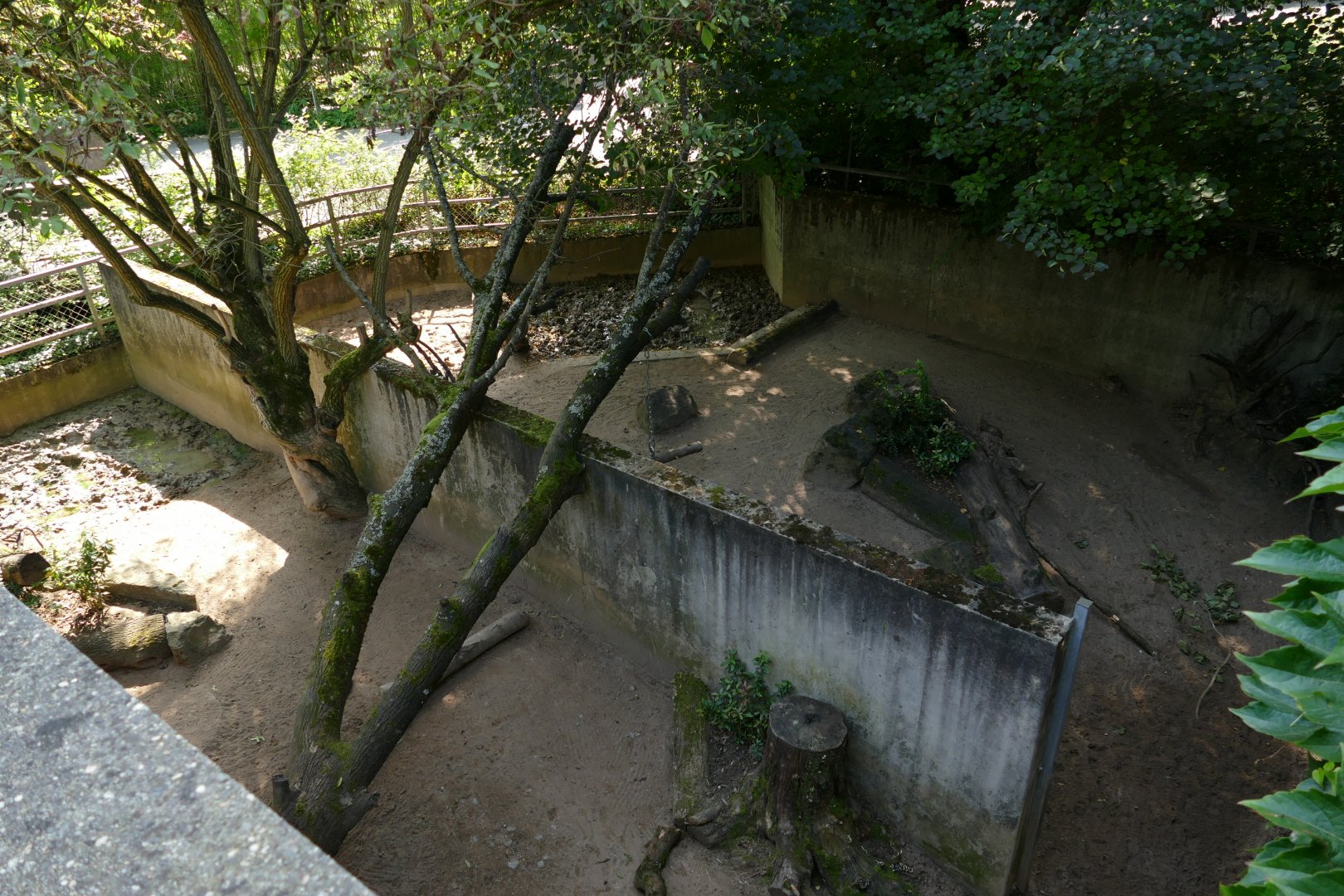 Sulawesi Babirusa Exhibit