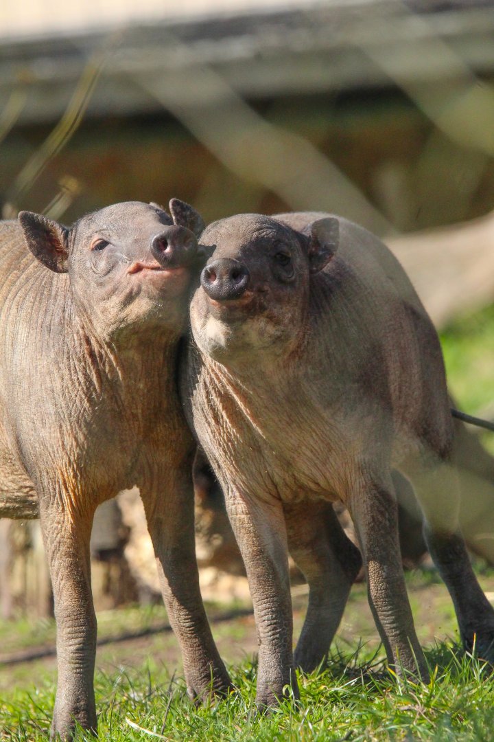 Sulawesi Babirusa hoglets- 19th March 2025