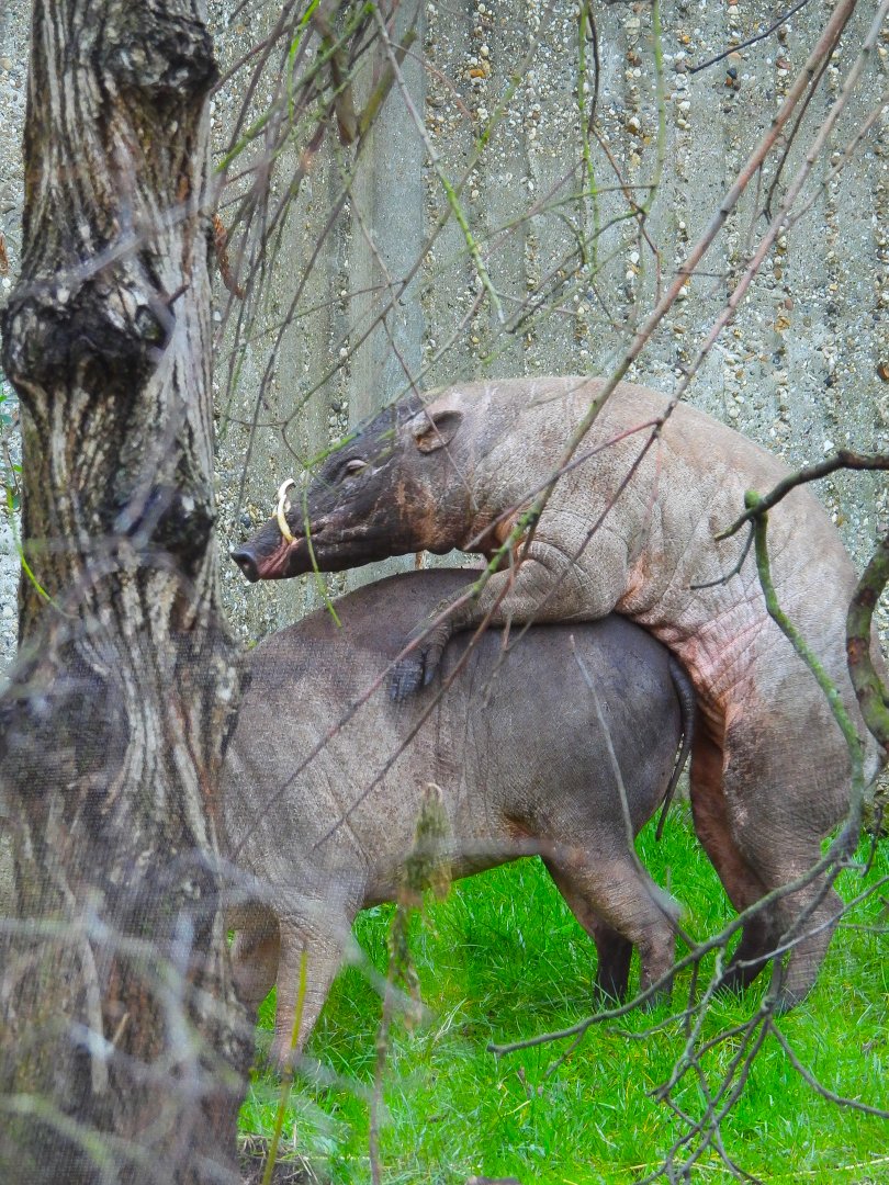 Sulawesi Babirusa mating- 9th February 2024