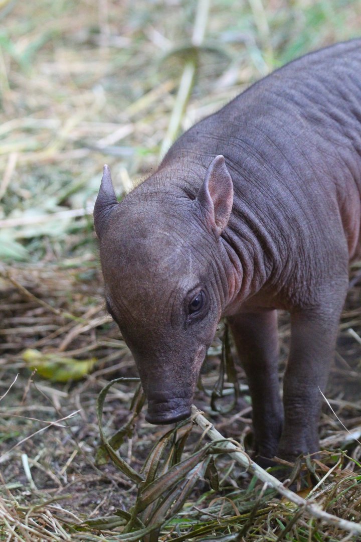 Sulawesi Babirusa piglet- 19th August 2024