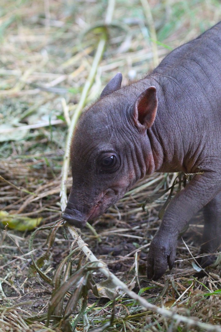 Sulawesi Babirusa piglet- 19th August 2024