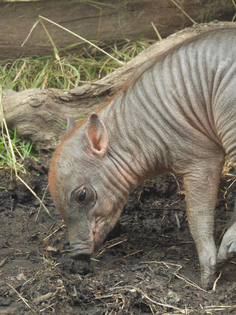 Sulawesi Babirusa piglet- 19th August 2024