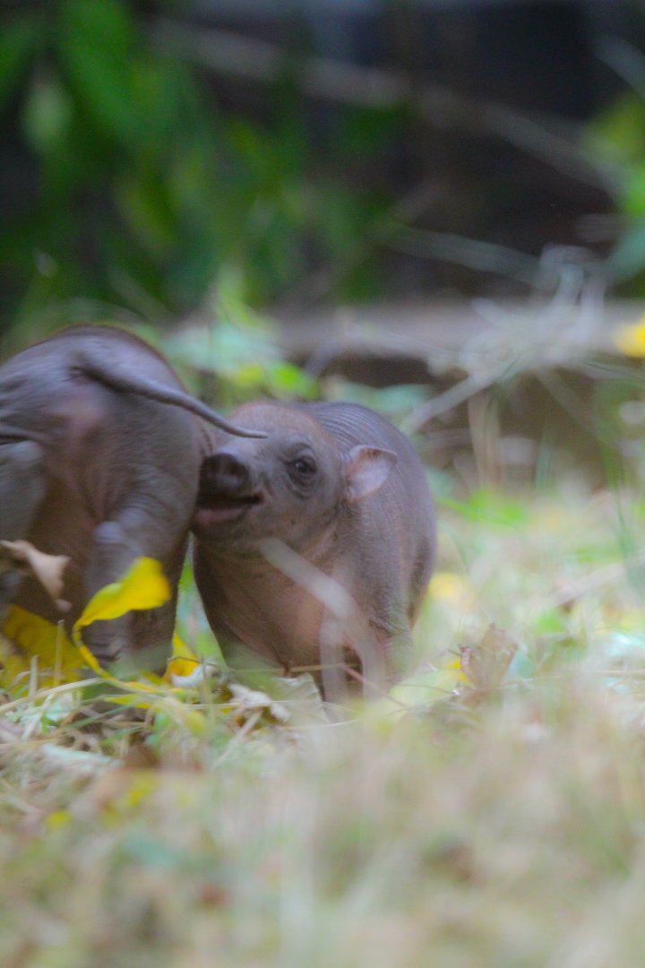 Sulawesi Babirusa piglets- 19th August 2024