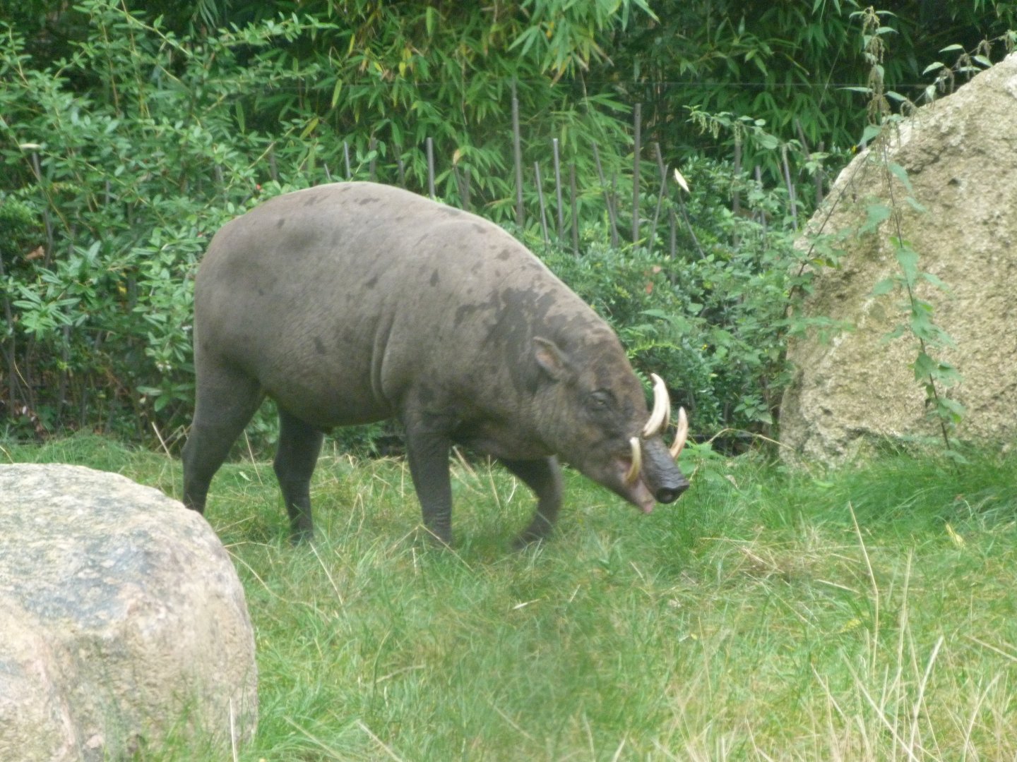 Sulawesi babirusa -Tierpark Berlin (2024)
