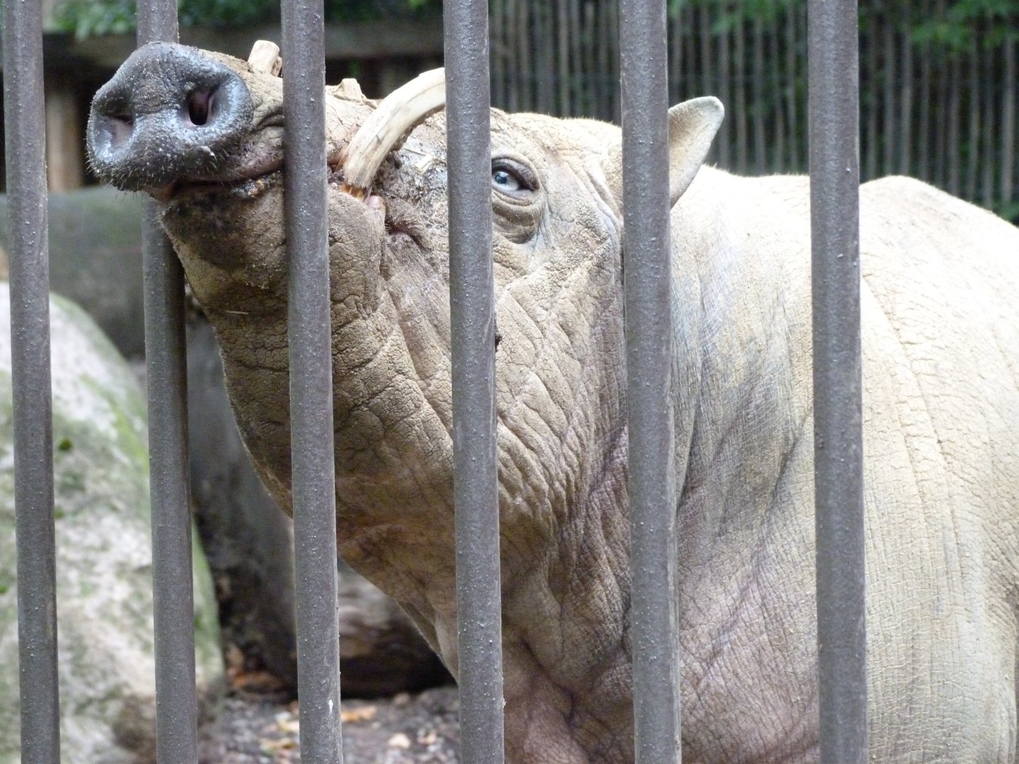 Sulawesi babirusa -Zoologischer Garten Berlin (2024)