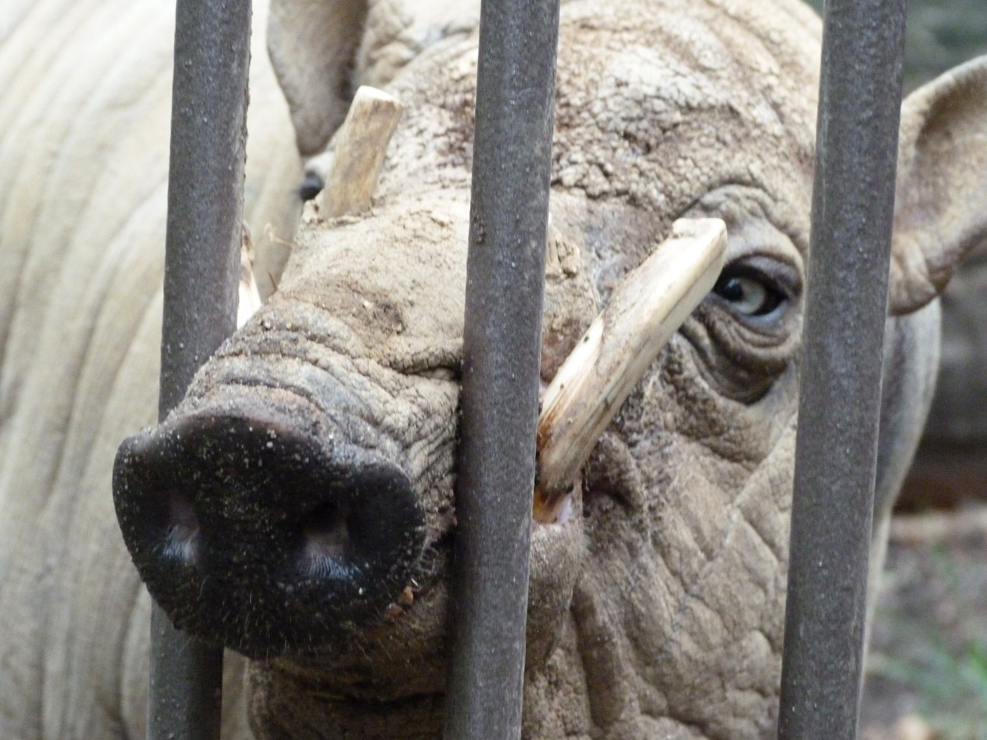 Sulawesi babirusa -Zoologischer Garten Berlin (2024)