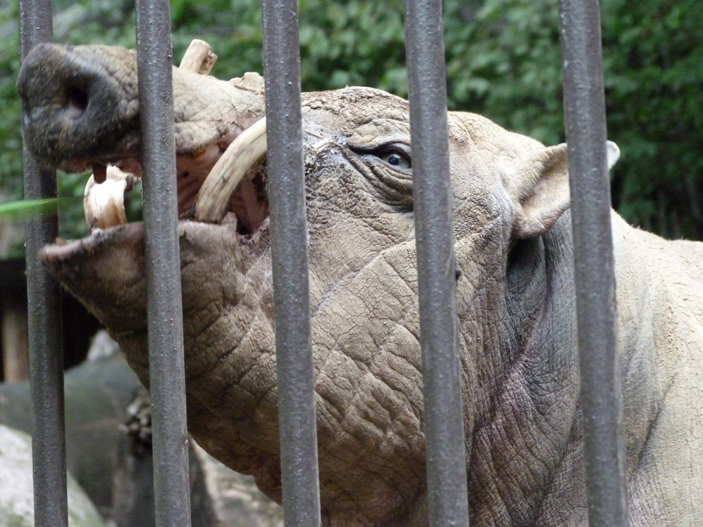 Sulawesi babirusa -Zoologischer Garten Berlin (2024)