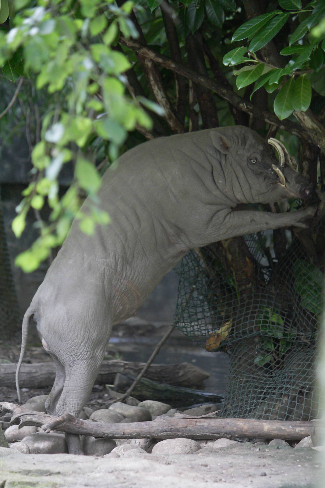 Sulawesi babirusa