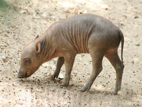 Sulawesi Babirusa