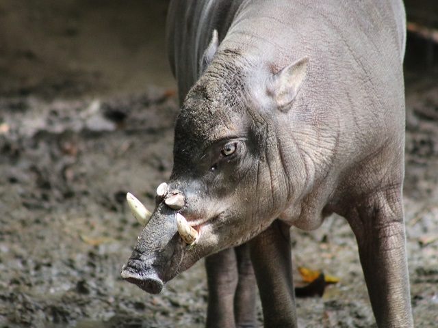Sulawesi Babirusa