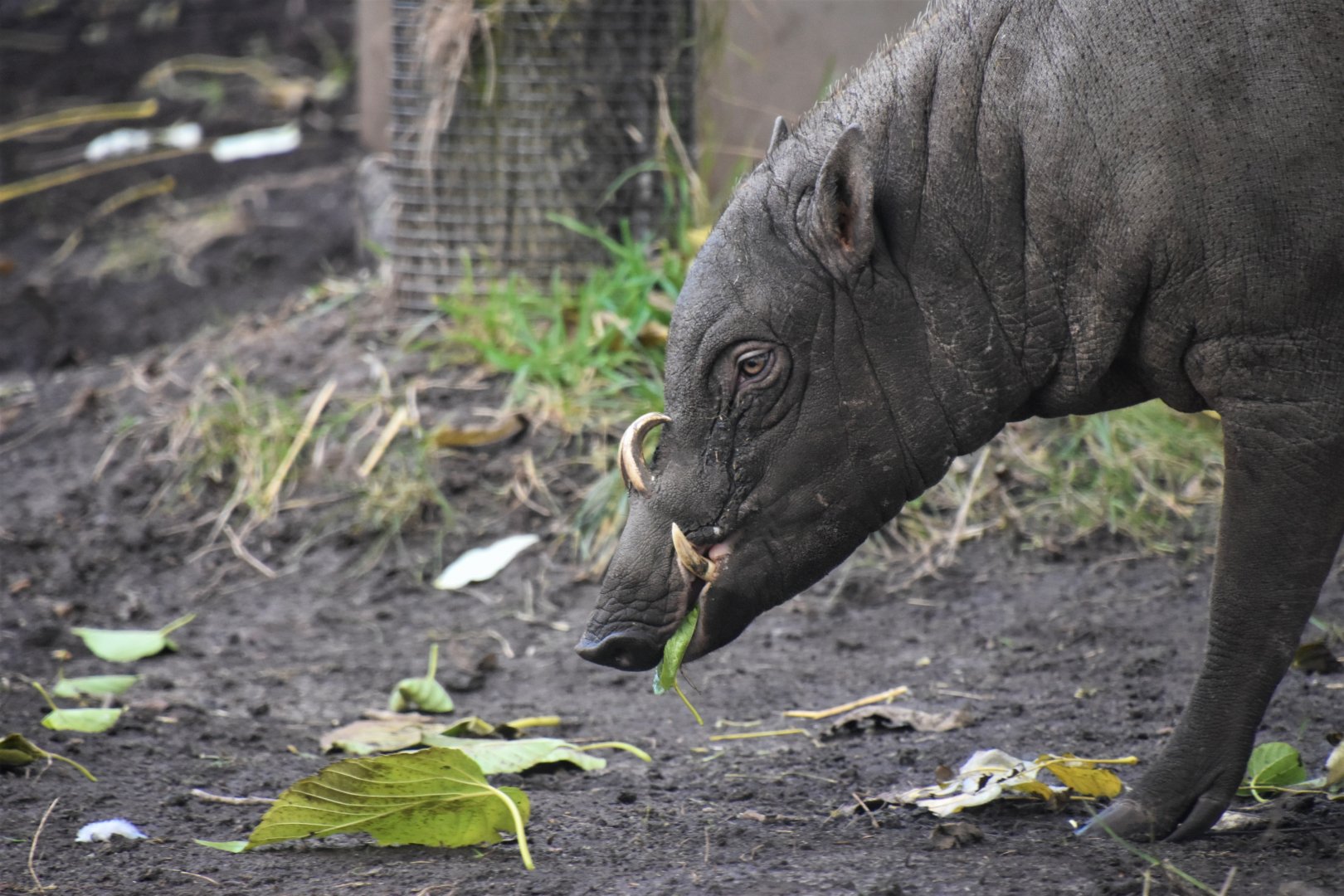 Sulawesi babirusa