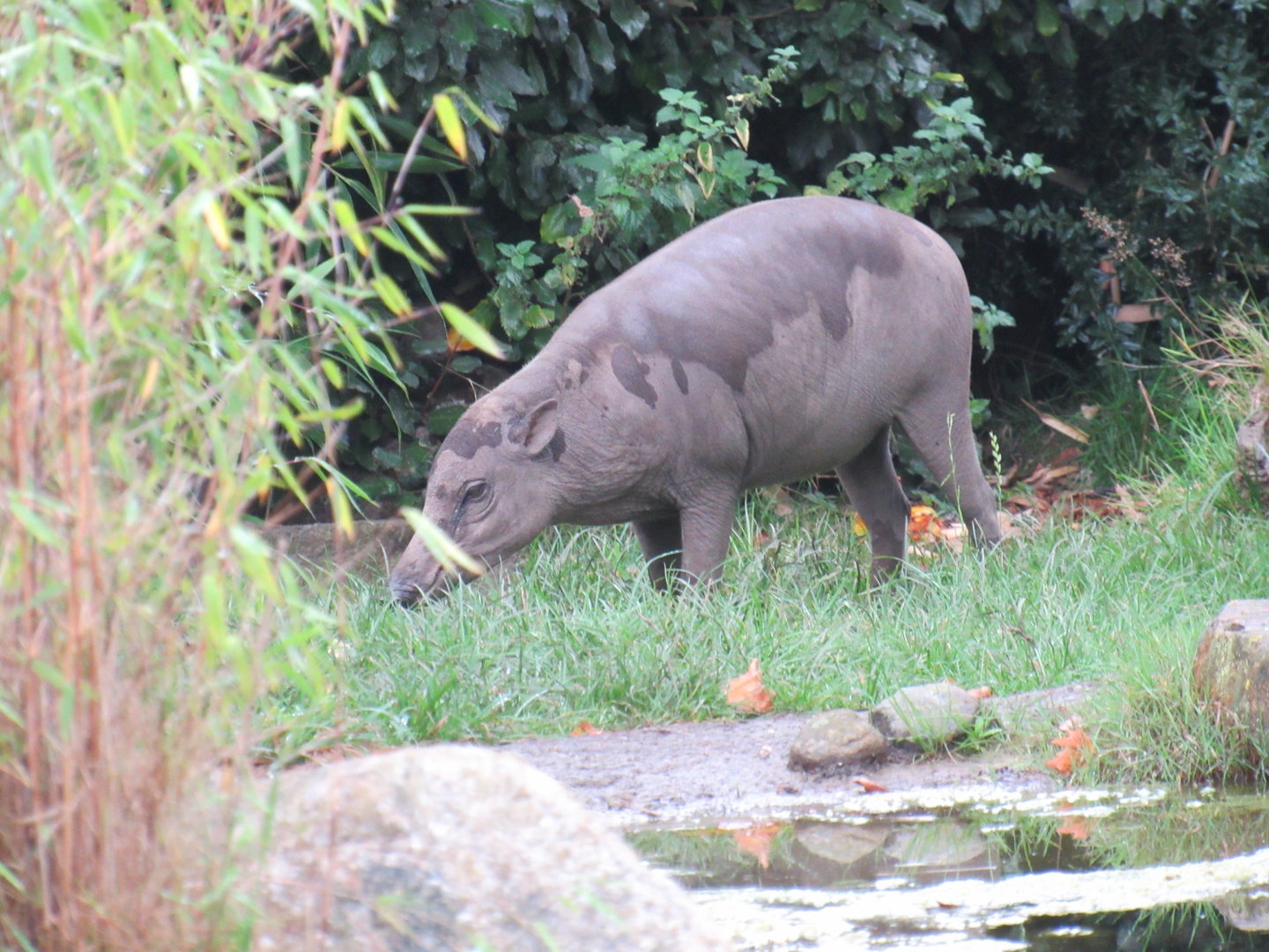 Sulawesi Babirusa